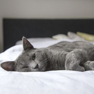 chat cool
